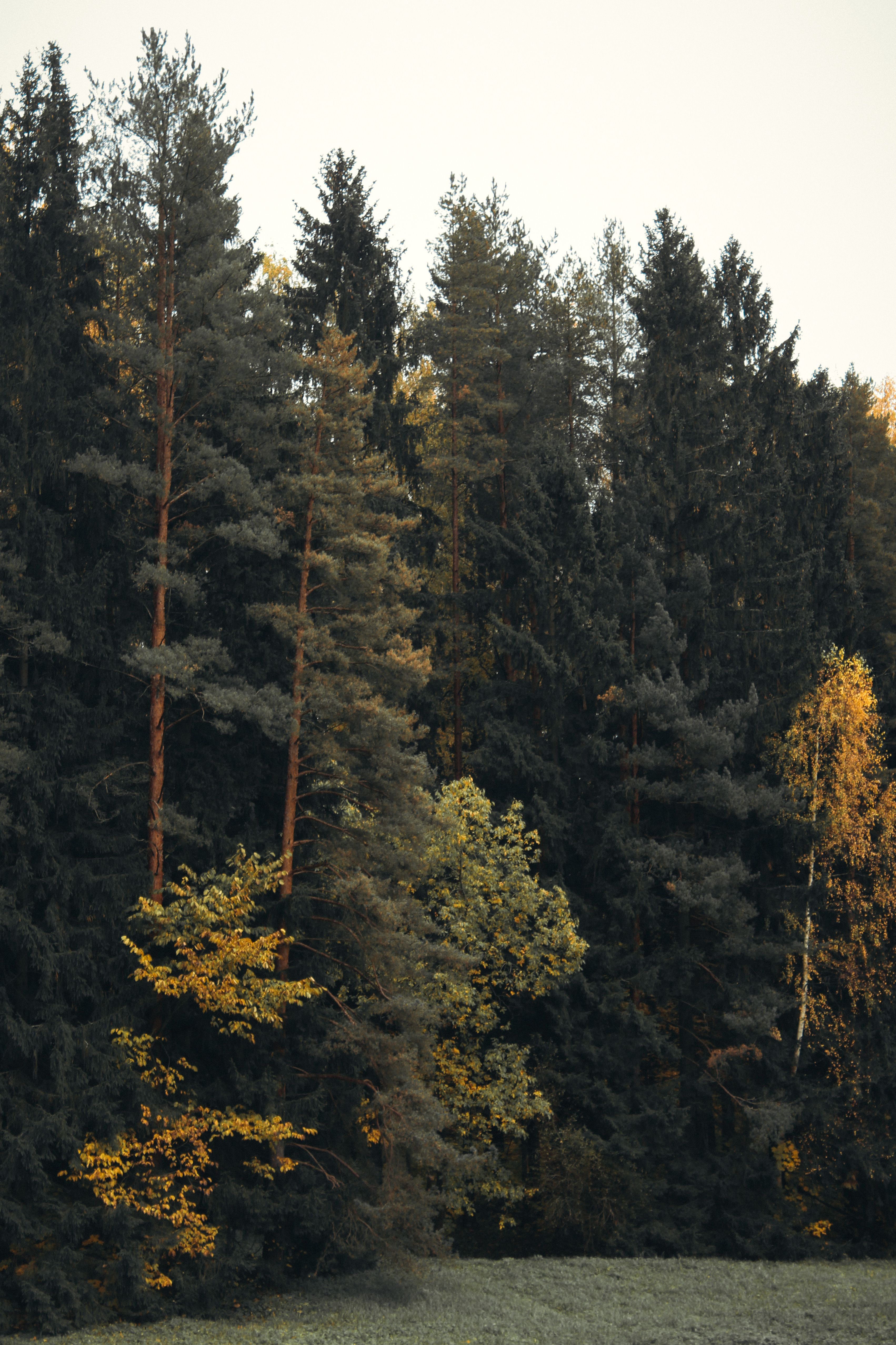 Serene Autumn Forest with Tall Pine Trees · Free Stock Photo