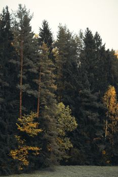 Tranquil forest scene with tall pine trees and autumn foliage.