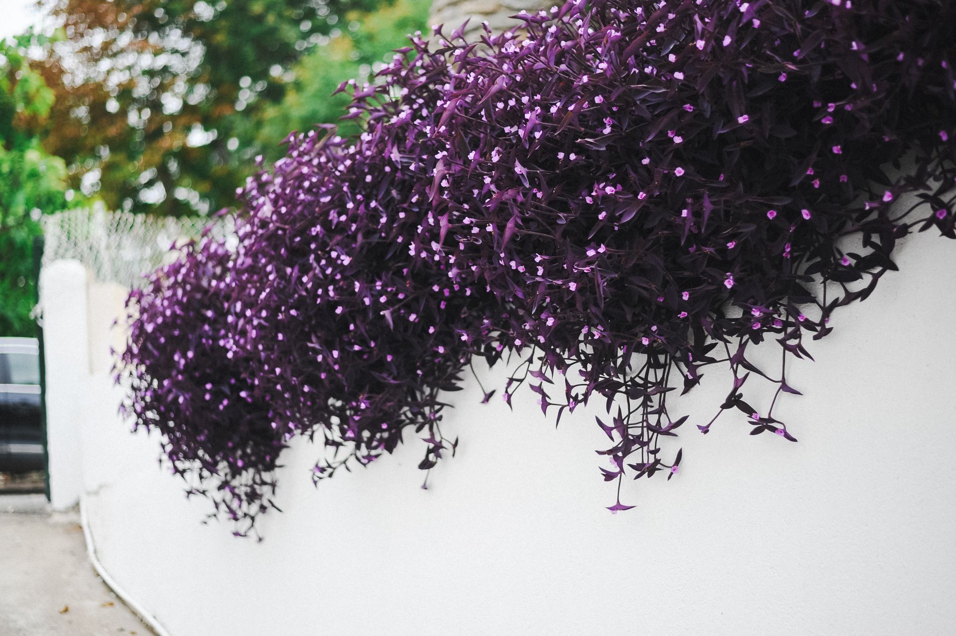 Vibrant purple Tradescantia plants cascading over a white wall in an outdoor setting.