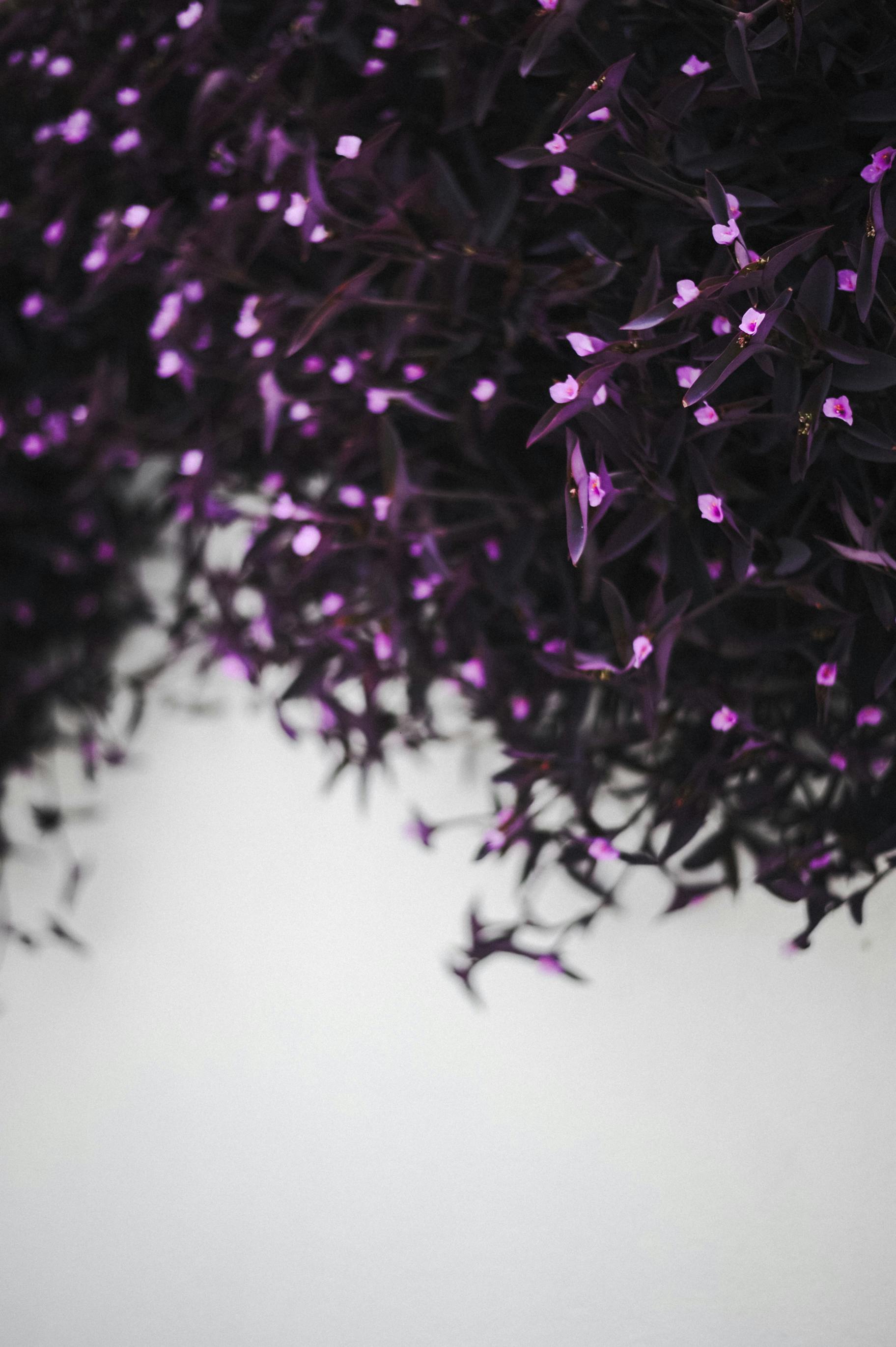 Planta Tradescantia De Color Morado Intenso Sobre Fondo Blanco · Foto ...