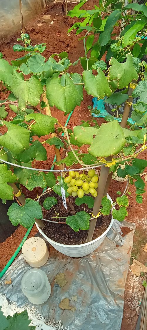 Free buah anggur Stock Photo