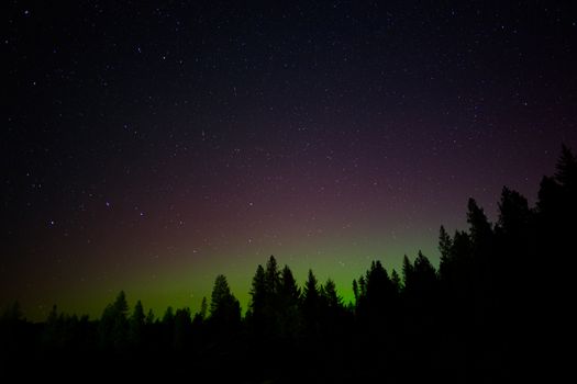 Beautiful aurora borealis with green and purple hues above a serene pine forest at night.