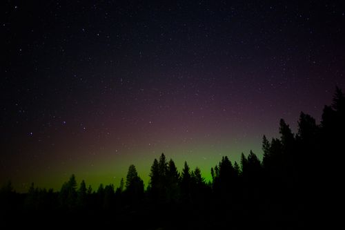 Free Beautiful aurora borealis with green and purple hues above a serene pine forest at night. Stock Photo