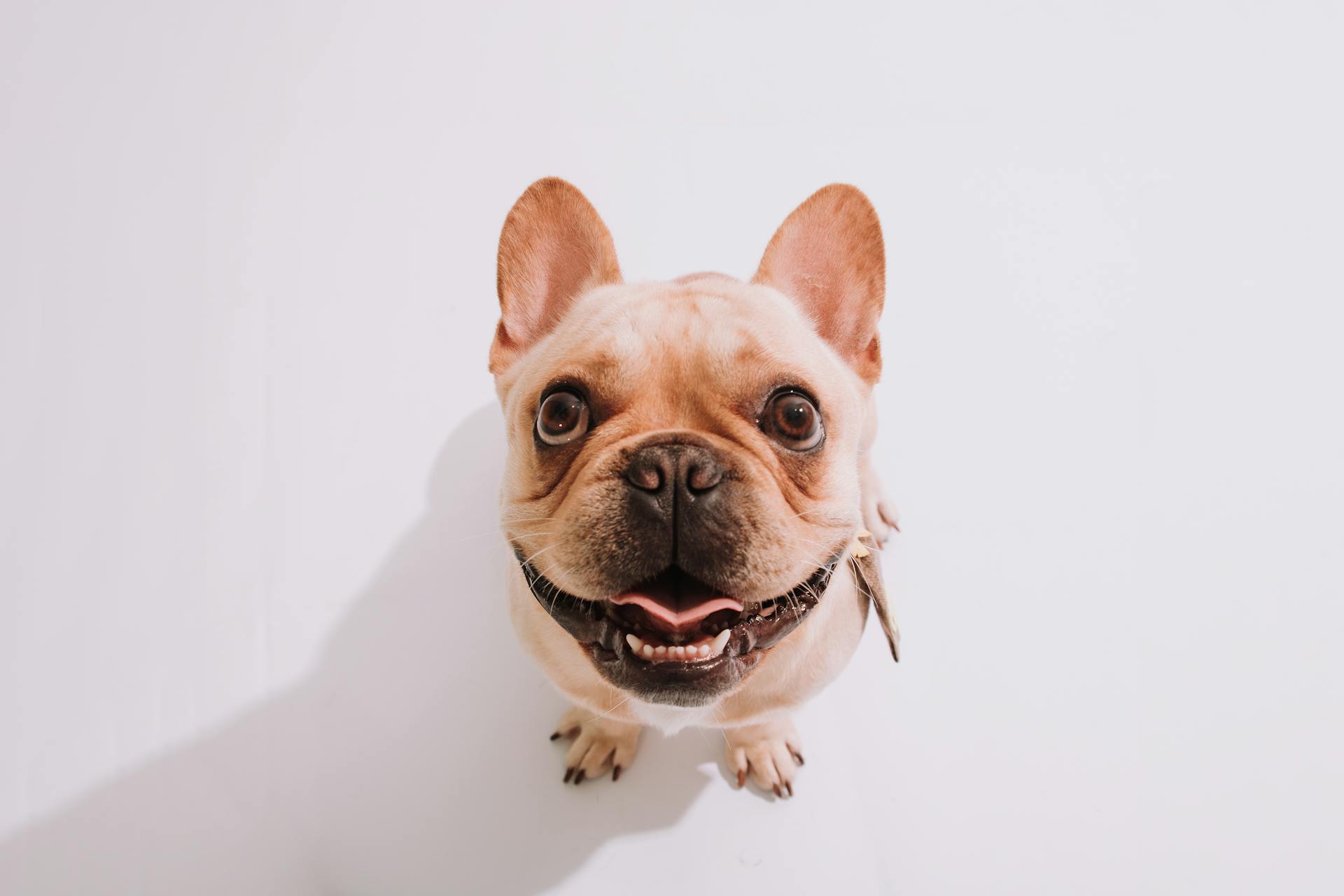 Un adorable bouledogue français qui sourit vers le haut