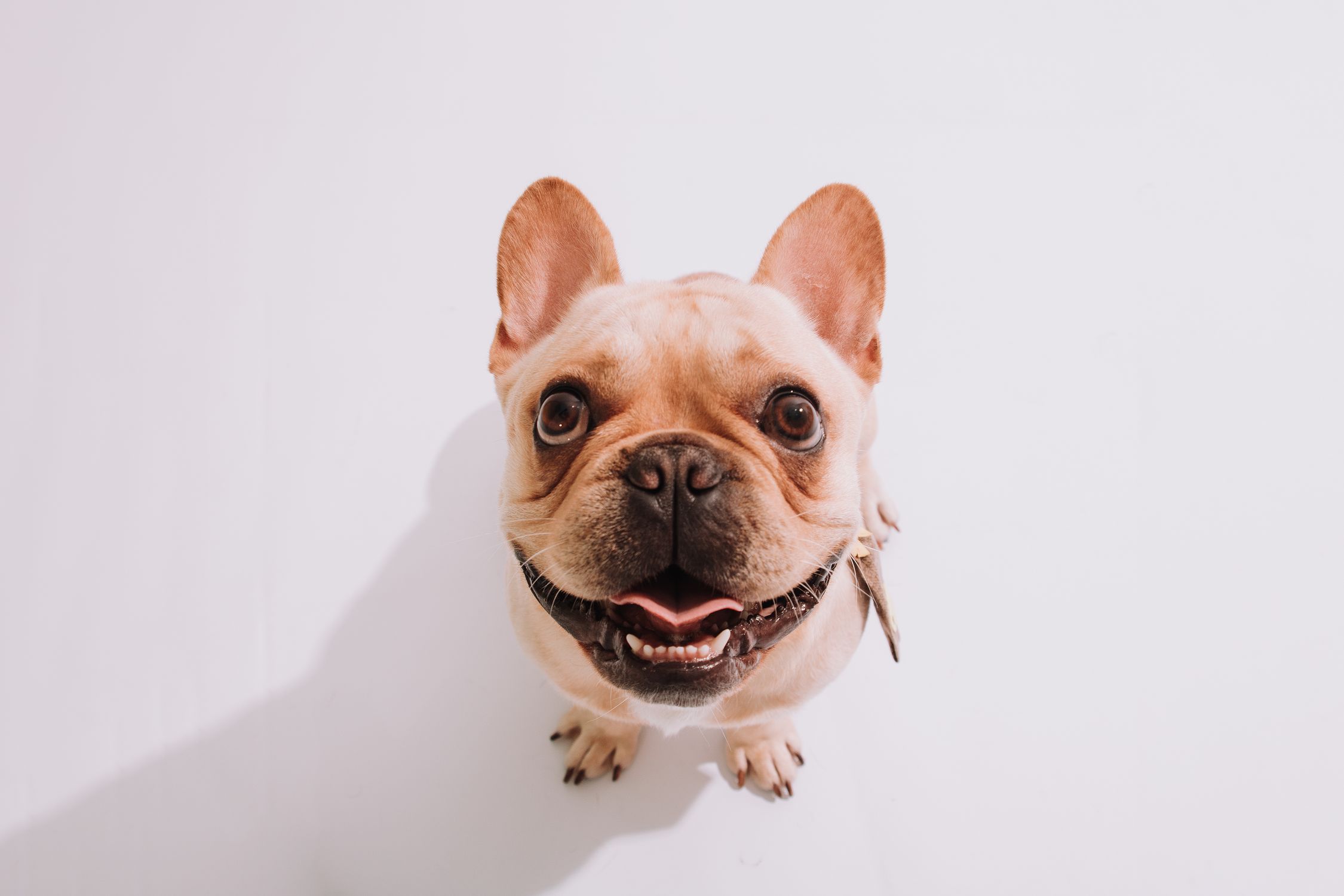 Adorable French Bulldog Smiling Upwards · Free Stock Photo