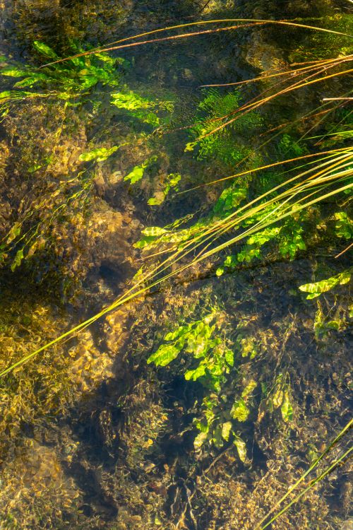 Free Green plants submerged in clear water at Krka National Park, Croatia. Stock Photo