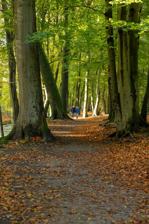 Free Pathway lined with autumn trees, leading to a peaceful forest walk. Stock Photo