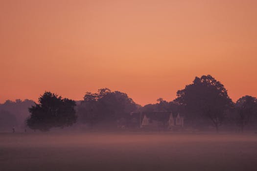 Serene foggy morning scene with trees and mist in Cove Island Park, Stamford.