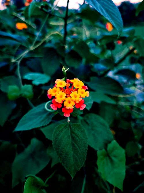 Free Detailed shot of a vibrant lantana flower with colorful petals against lush greenery. Stock Photo
