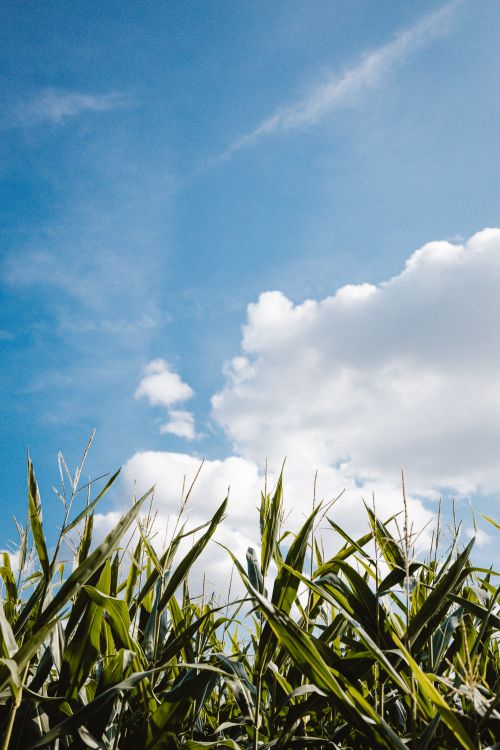 Free Lush green cornfield reaching up to a clear blue sky with fluffy clouds in Berlin, Germany. Stock Photo