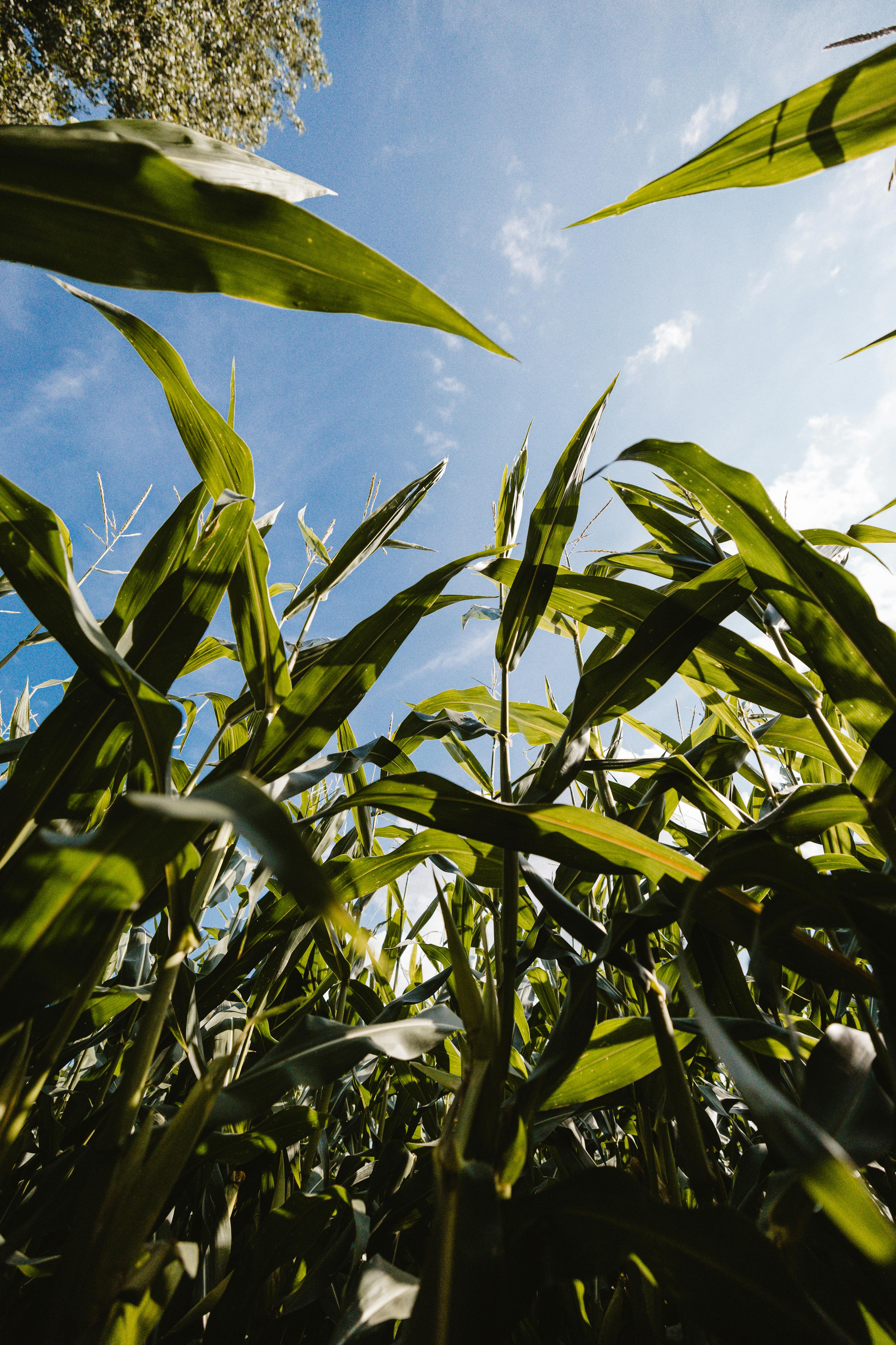 Biofarm insights image