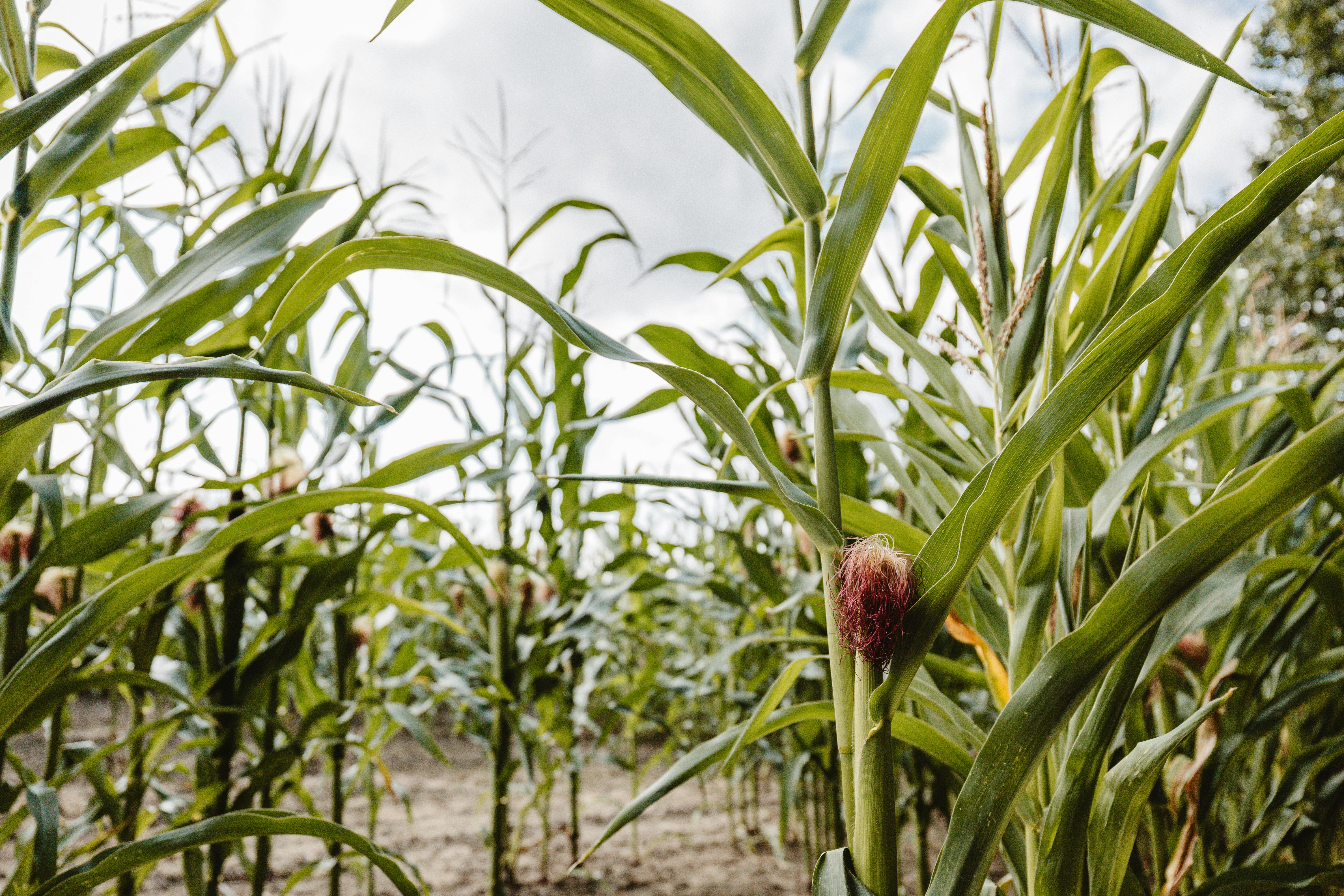National Corn Growers Association and Ag Data Transparent Release Transparency Principles for Ag Carbon — Photo by Sebastian 
