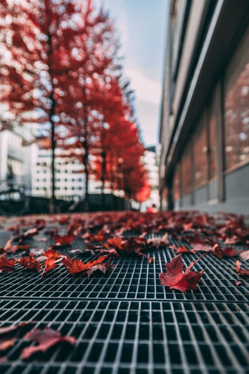 Free Stunning view of red autumn leaves on a Berlin city sidewalk. Perfect for seasonal stock photography needs. Stock Photo