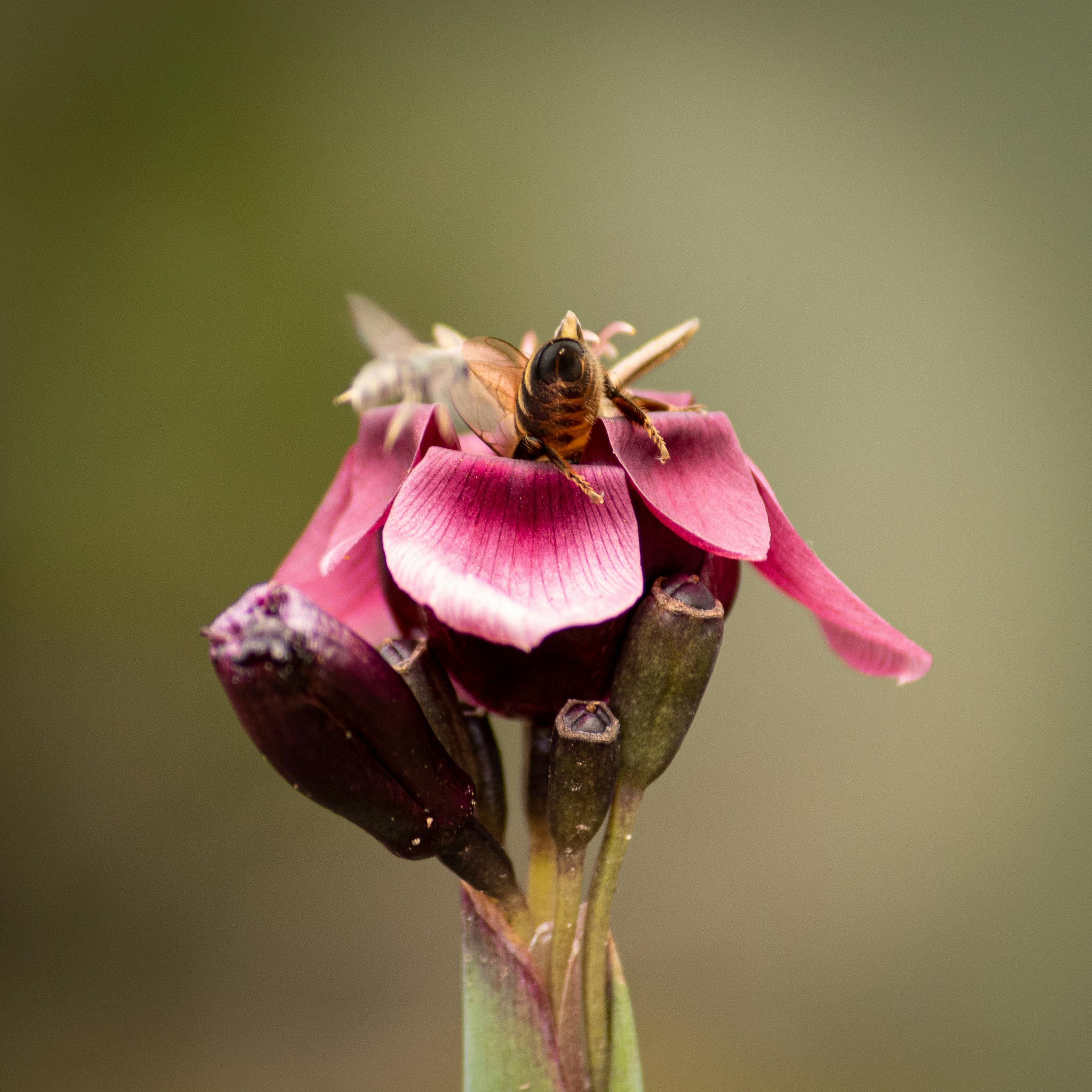 Close-up of Bee Pollinating Pink Flower