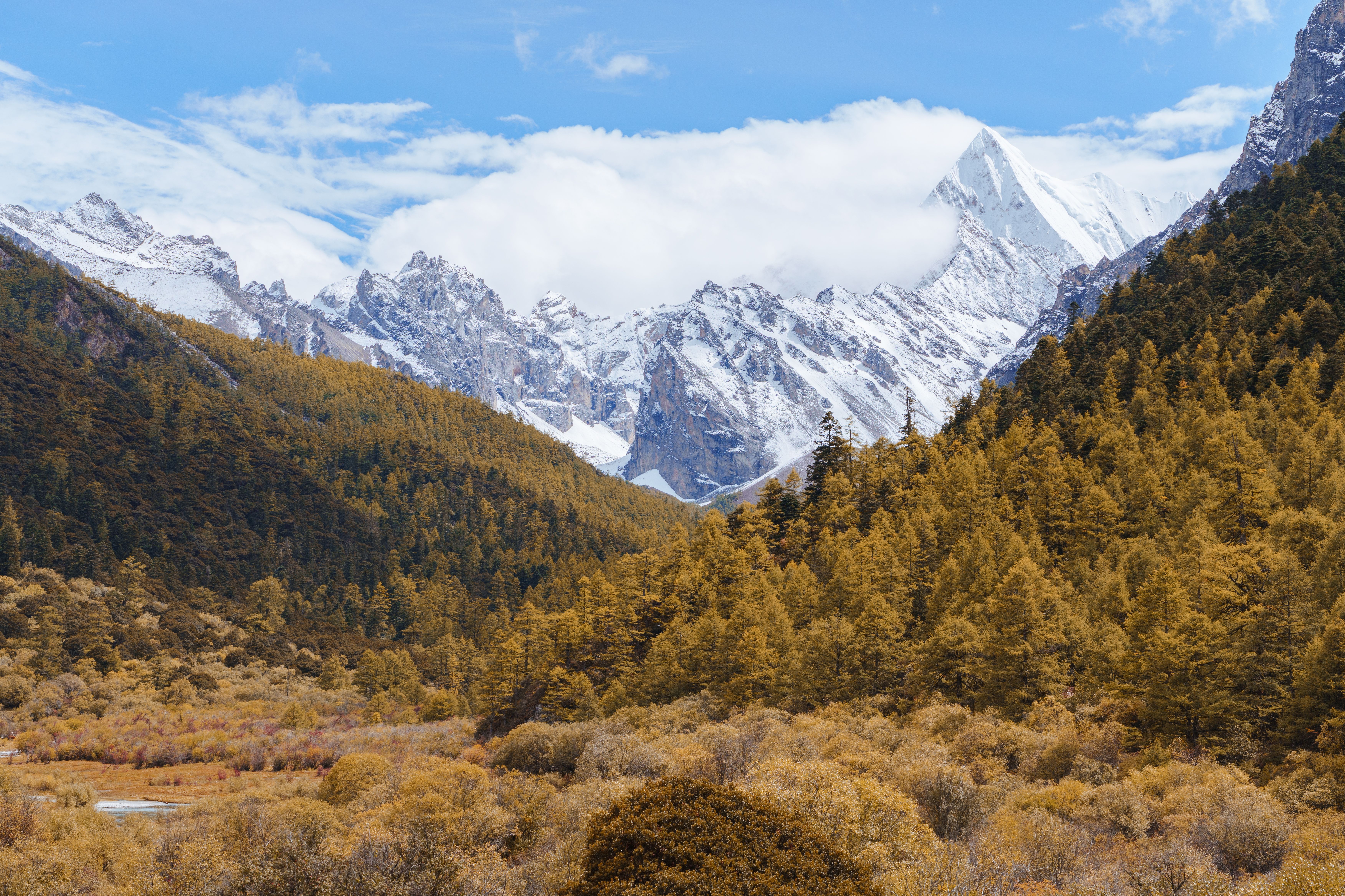 四姑娘山双桥沟红杉林秋色