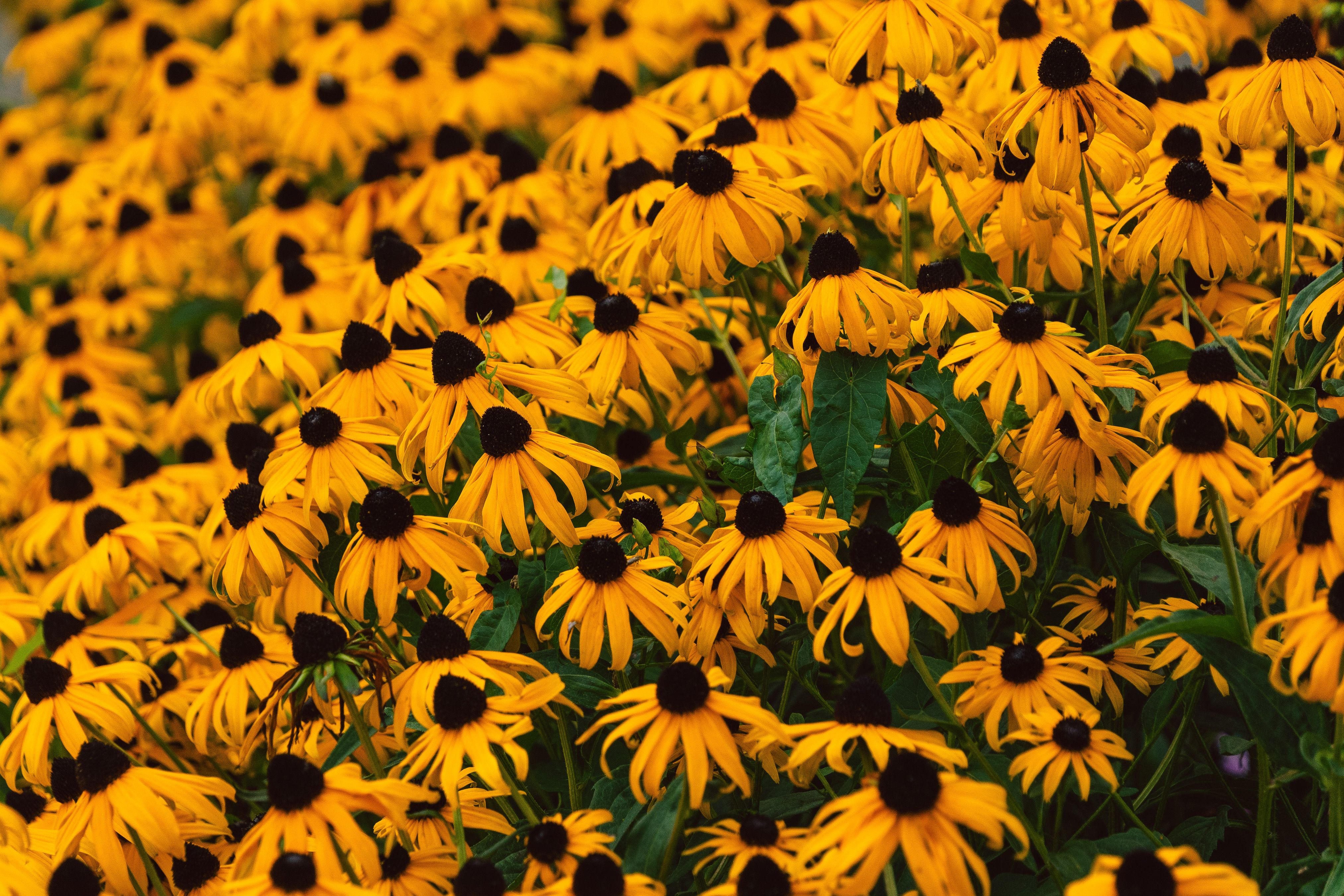 Vibrant Black-Eyed Susan Flowers in Full Bloom · Free Stock Photo