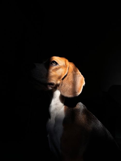 Free Beagle  Stock Photo