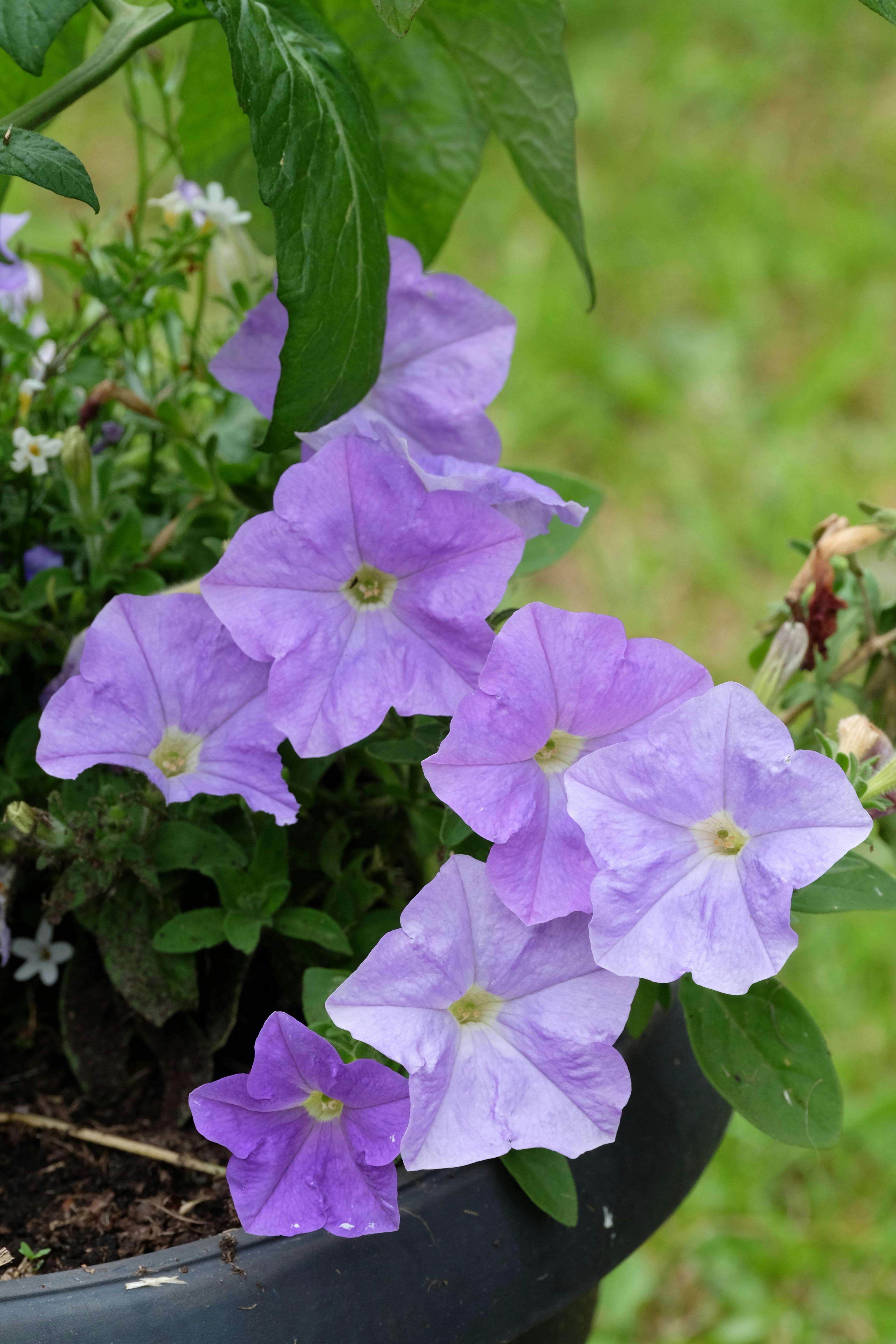 [ColoSach]-close-up-of-blooming-purple-petunias-in-a-garden-setting,-showcasing-vibrant-colors.