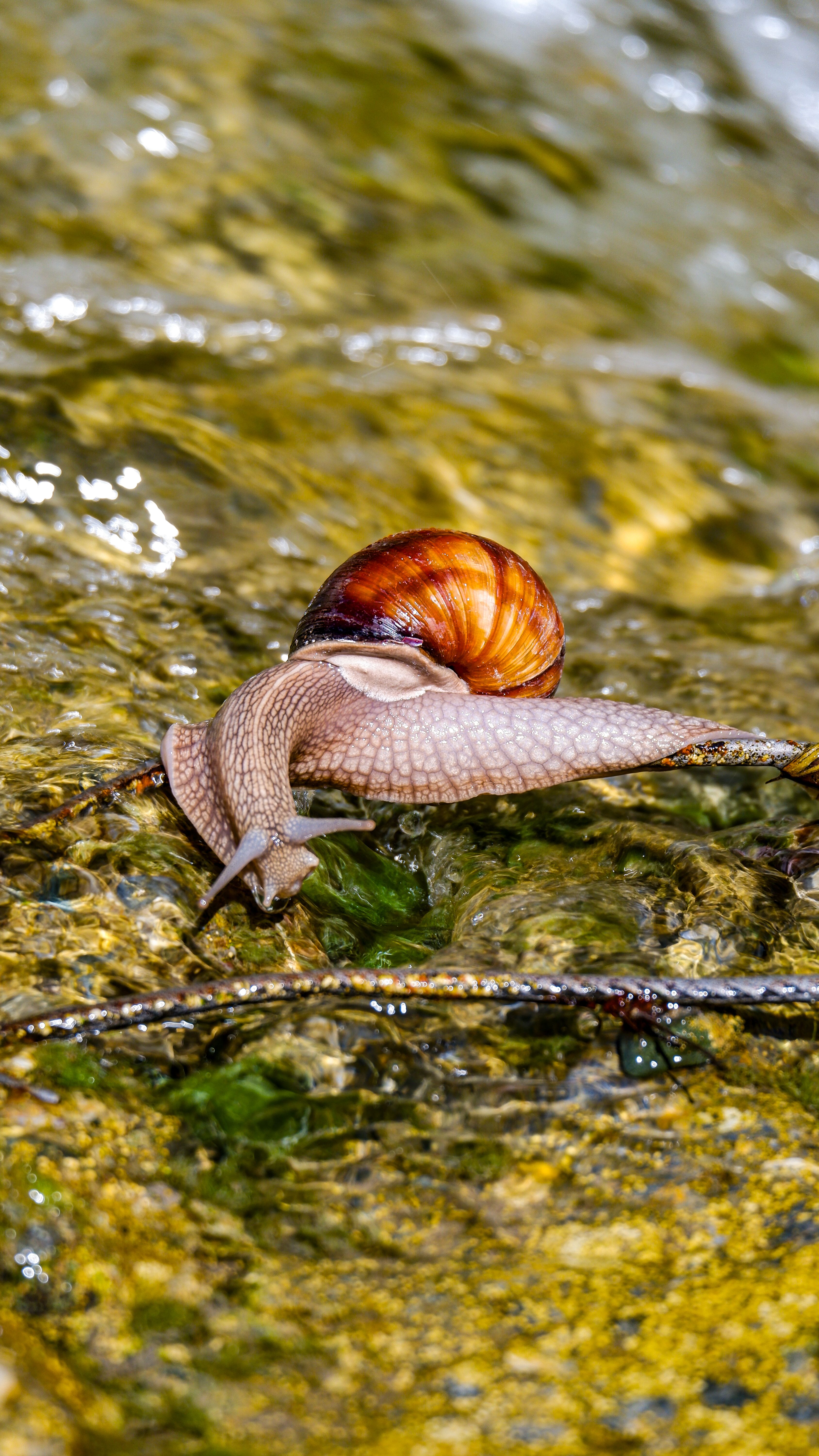 Close-up of a Garden Snail on Wet Surface in Bolu · Free Stock Photo