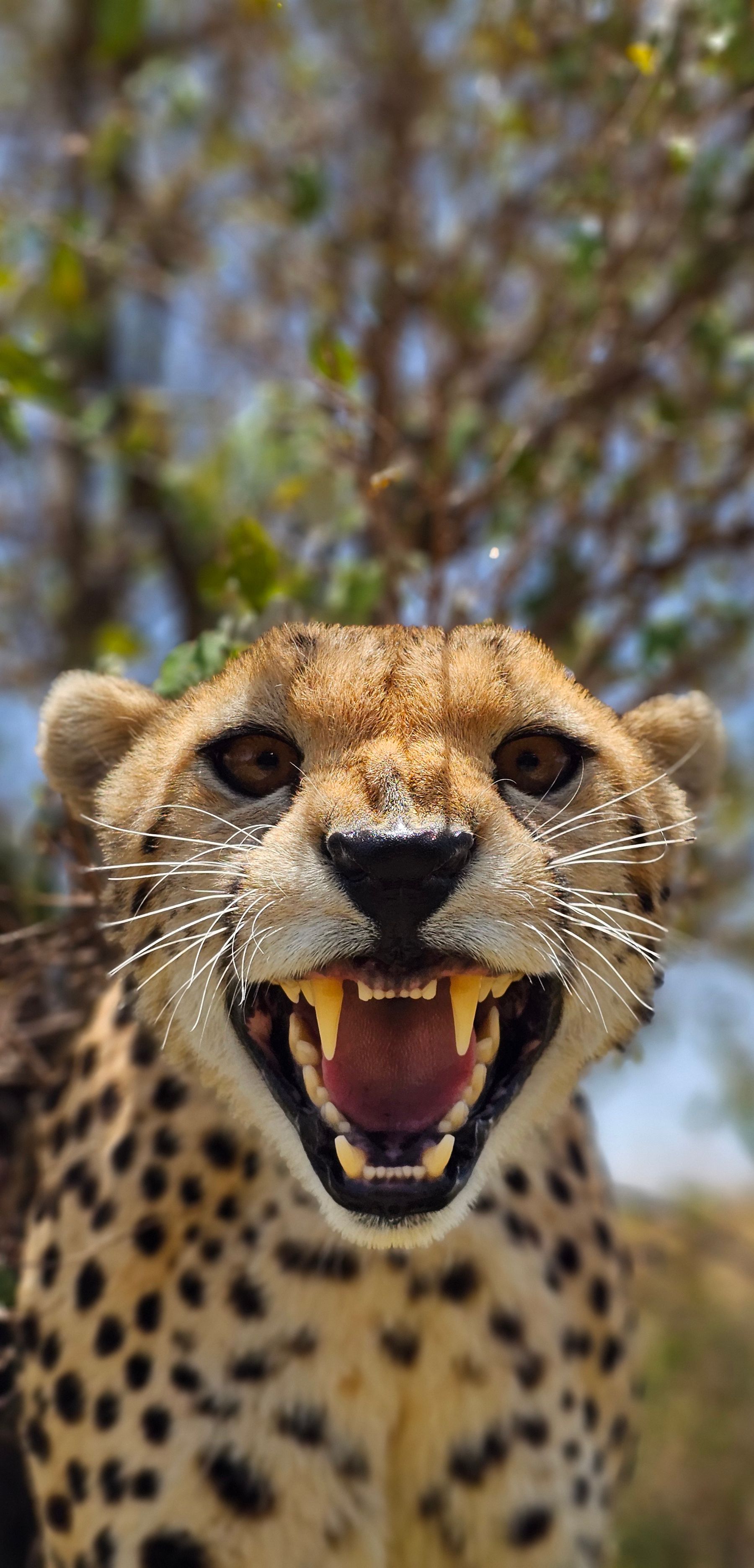 Leopard in habitat