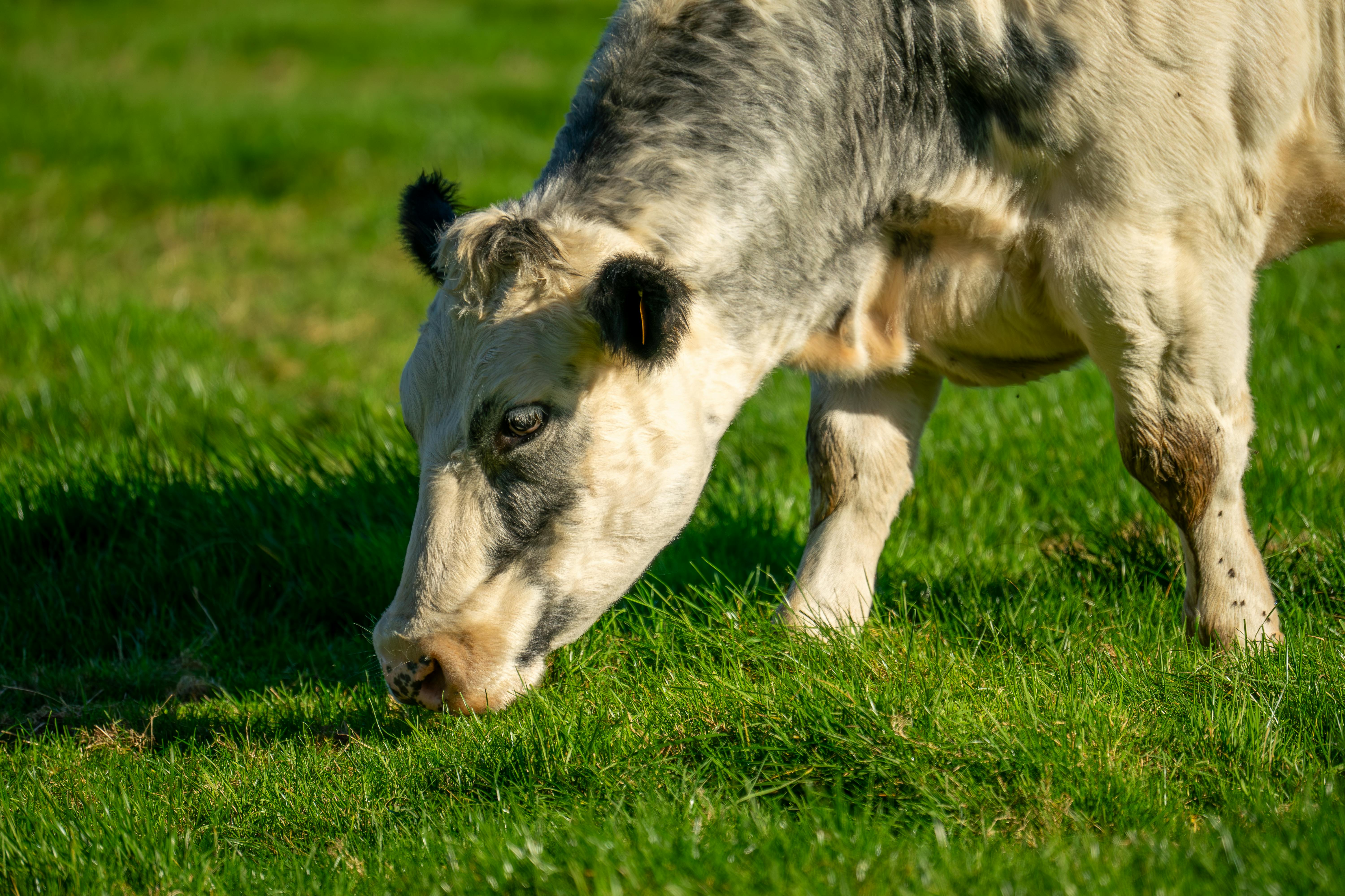 free-photo-of-close-up-of-cow-grazing-on-a-sunny-field.jpeg?auto\u003dcompress\u0026cs\u003dtinysrgb\u0026dpr\u003d1\u0026w\u003d500