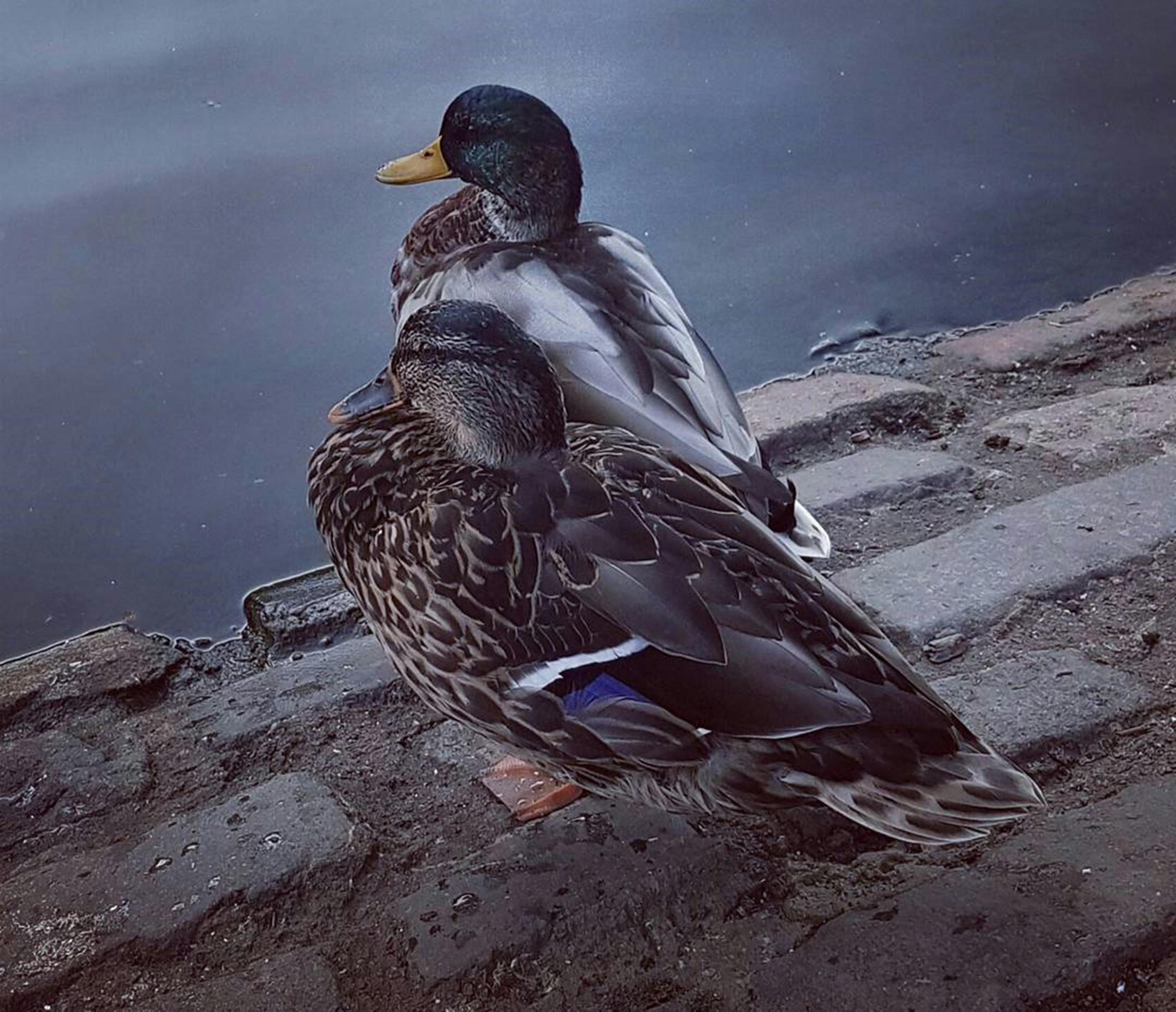 Free stock photo of animal pictures, avian, bird, birdwatching, bristol