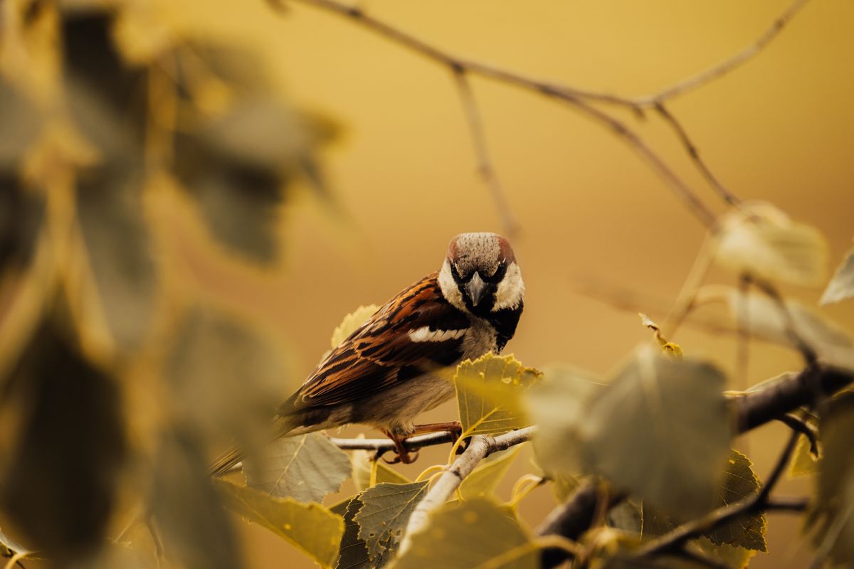 Pájaros en la ciudad: ¡Música en el cielo!