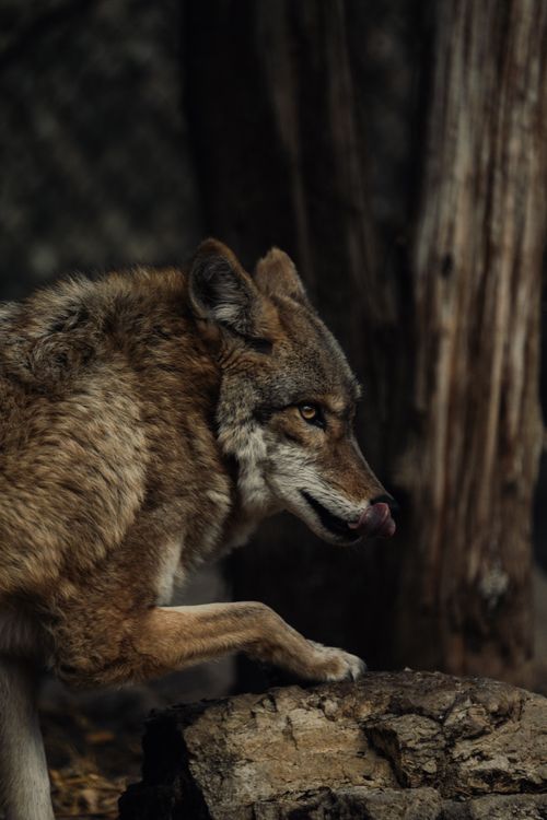 Free Close-up of a wolf in a forest setting, capturing its natural beauty and wild expression. Stock Photo
