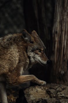 A gray wolf stealthily moves in a shadowy forest setting, portraying its wild nature.