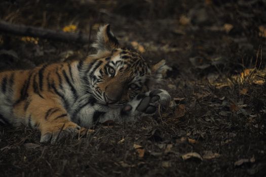 A serene baby tiger lying on the grass, captured in a moment of rest.