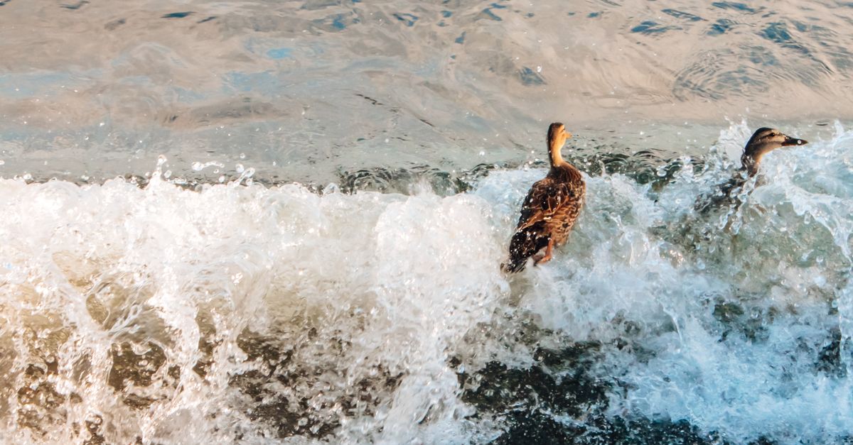 Duck Riding Currents Ducks Riding Ocean Waves in Natural Setting · Free Stock Photo