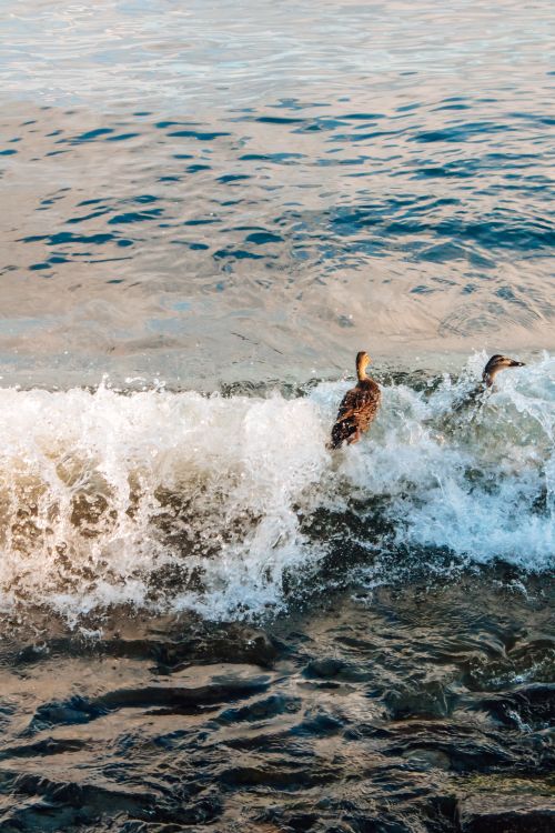 Duck Riding Currents Ducks Riding Ocean Waves in Natural Setting · Free Stock Photo