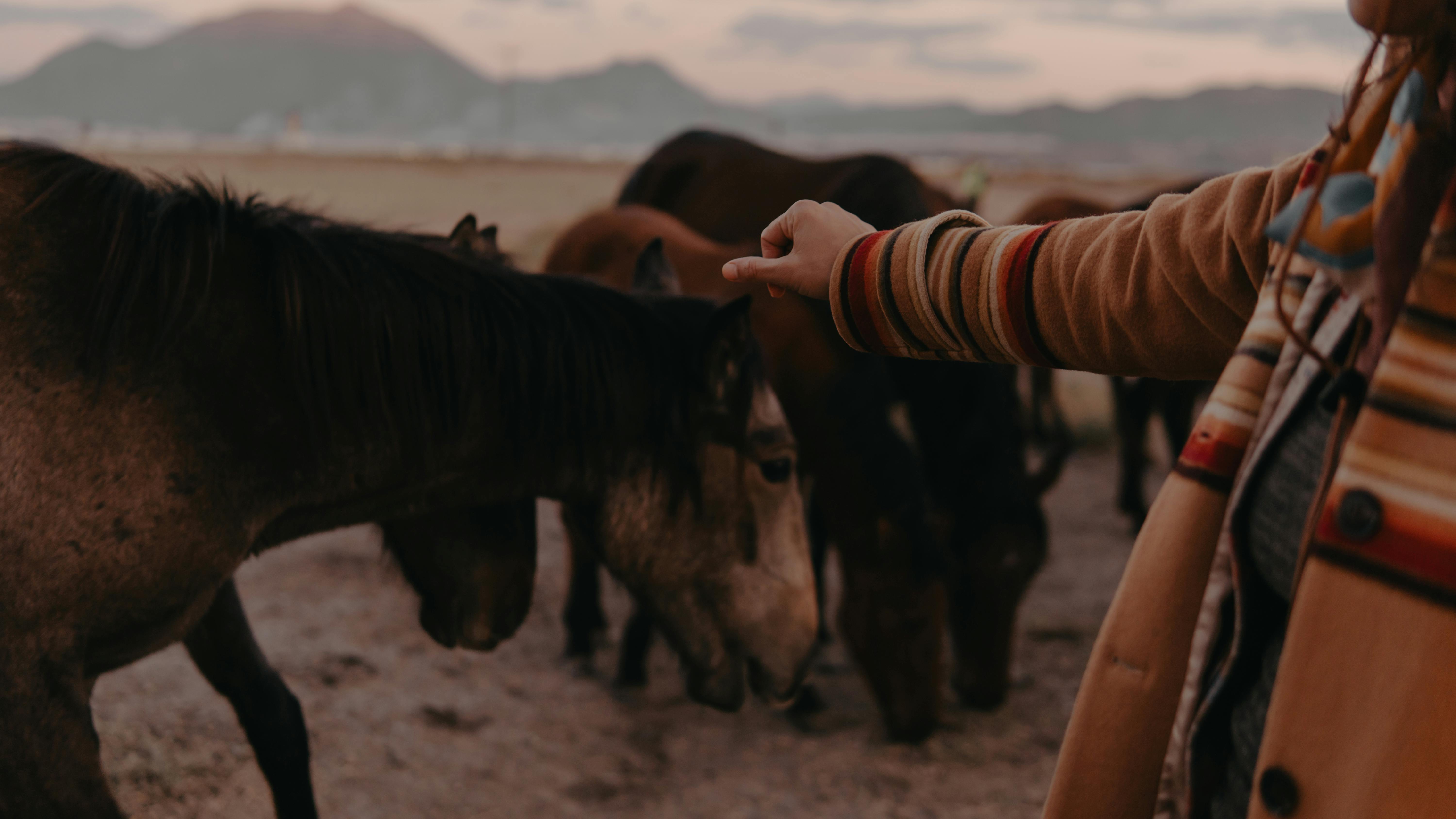 horses in therapy setting - equine therapy benefits