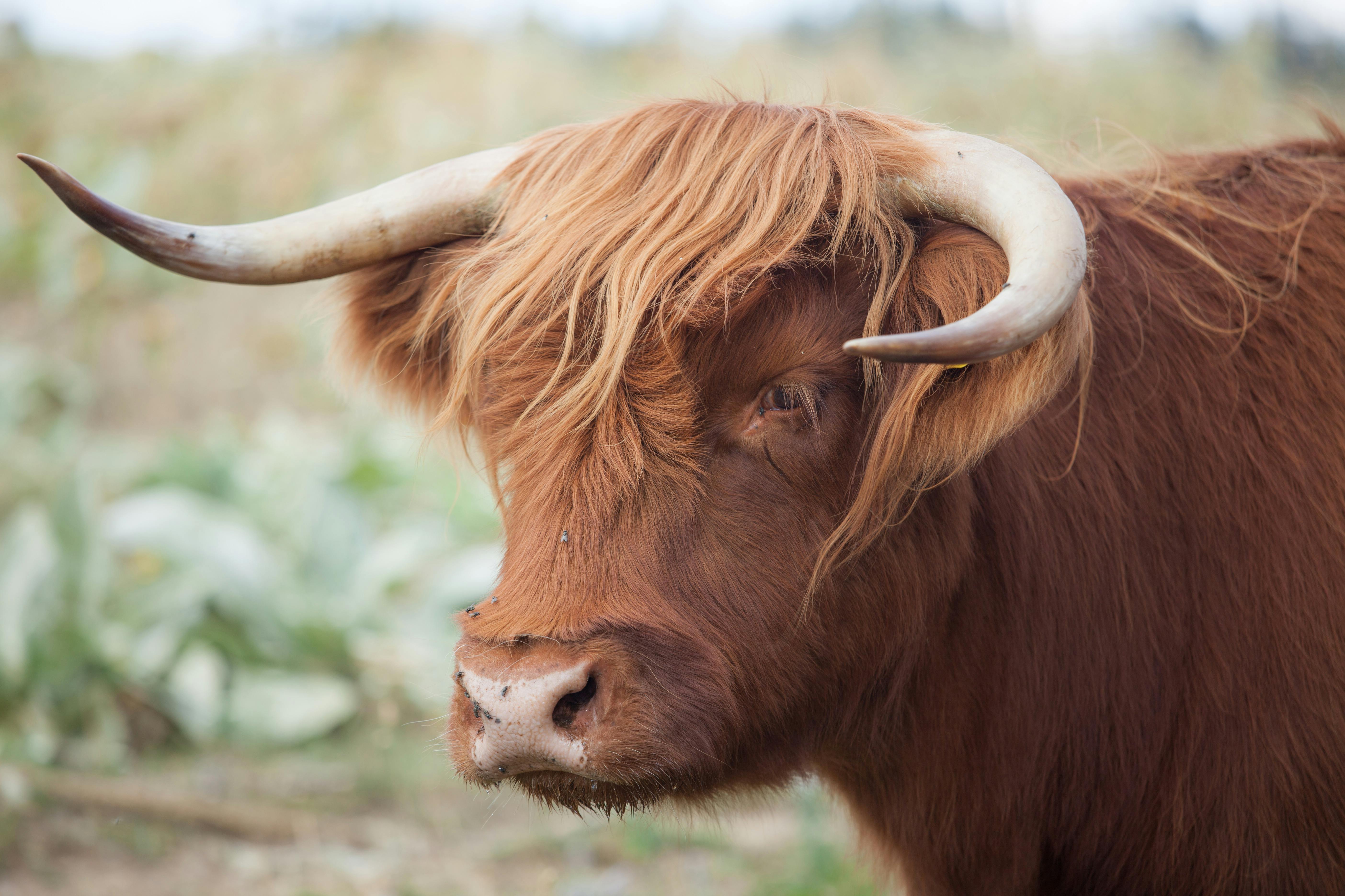 Gratuit Photos gratuites de agriculture, agriculture traditionnelle, animal de compagnie Photos