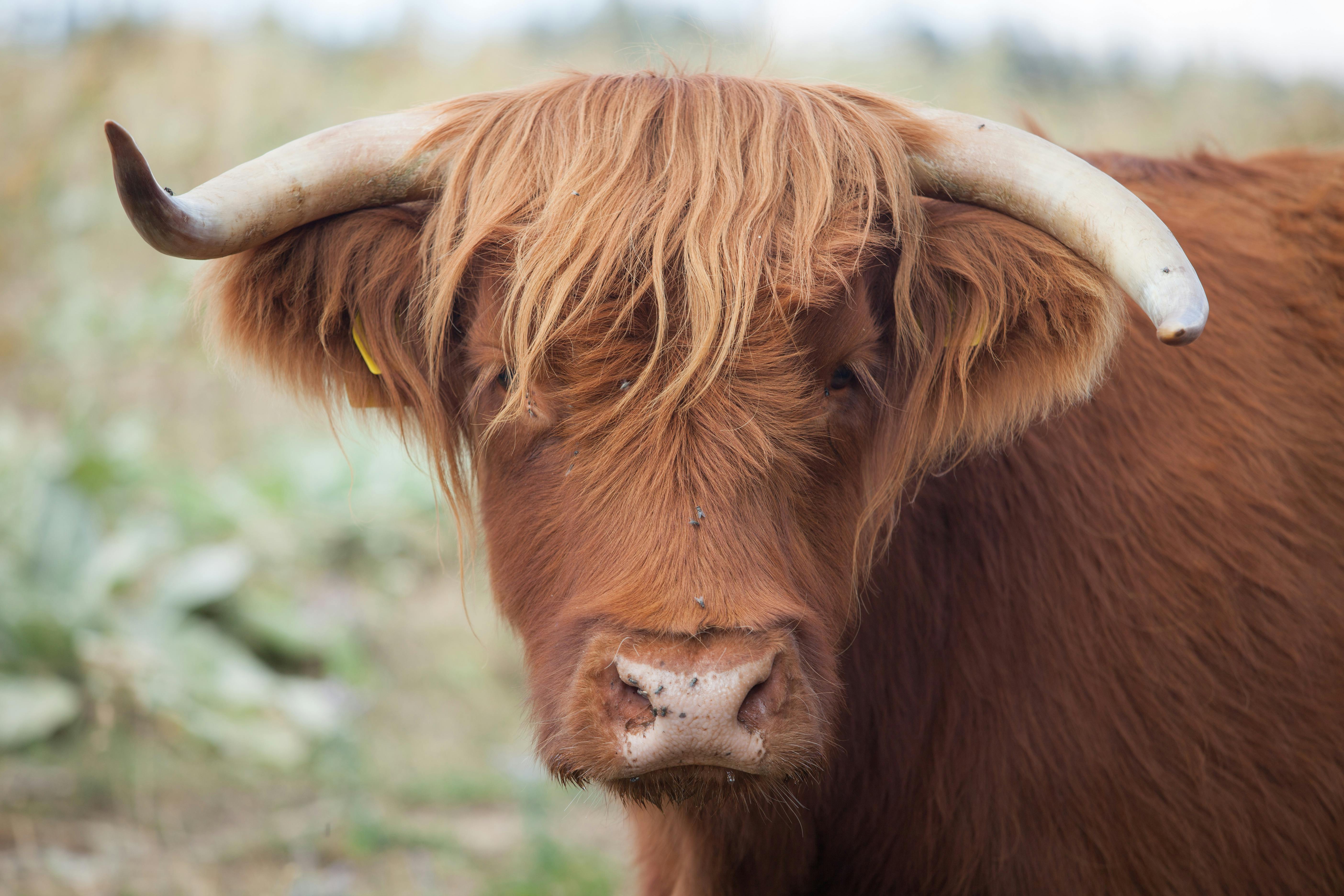 Gratuit Gros Plan D'une Vache Highland Dans Son Habitat Naturel Photos
