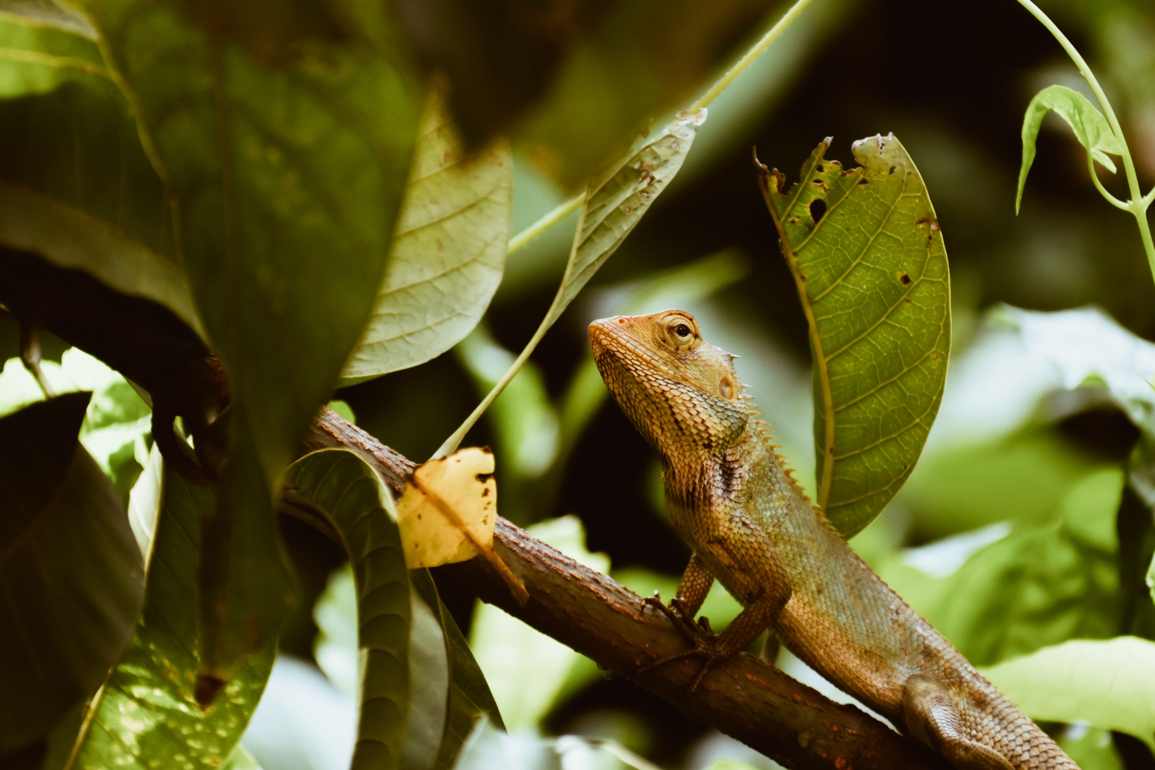 Animals; live, n.e.c. in chapter 01, other than mammals, reptiles, birds and insects