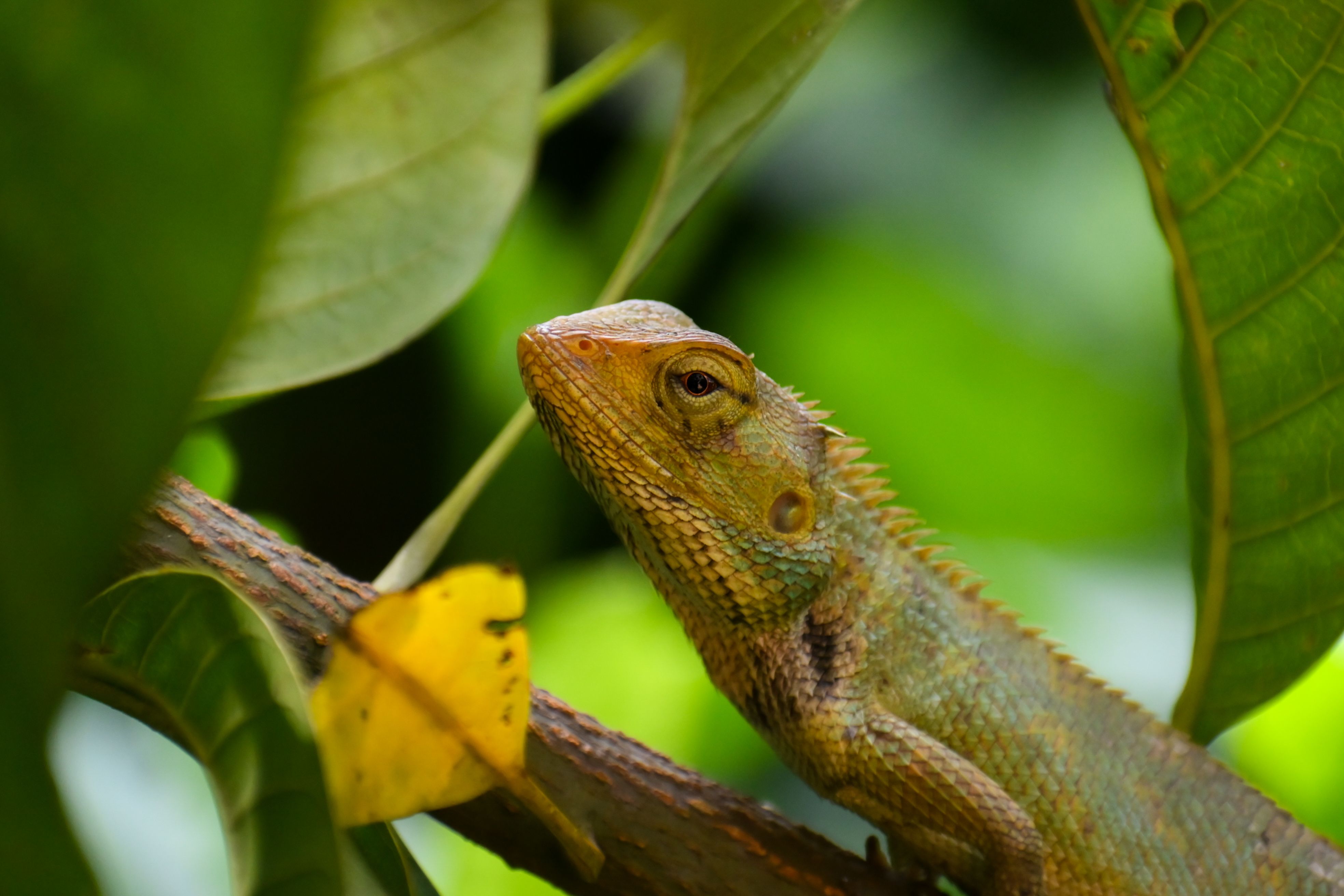 A detailed shot of an Indian chameleon on a branch surrounded by green foliage.