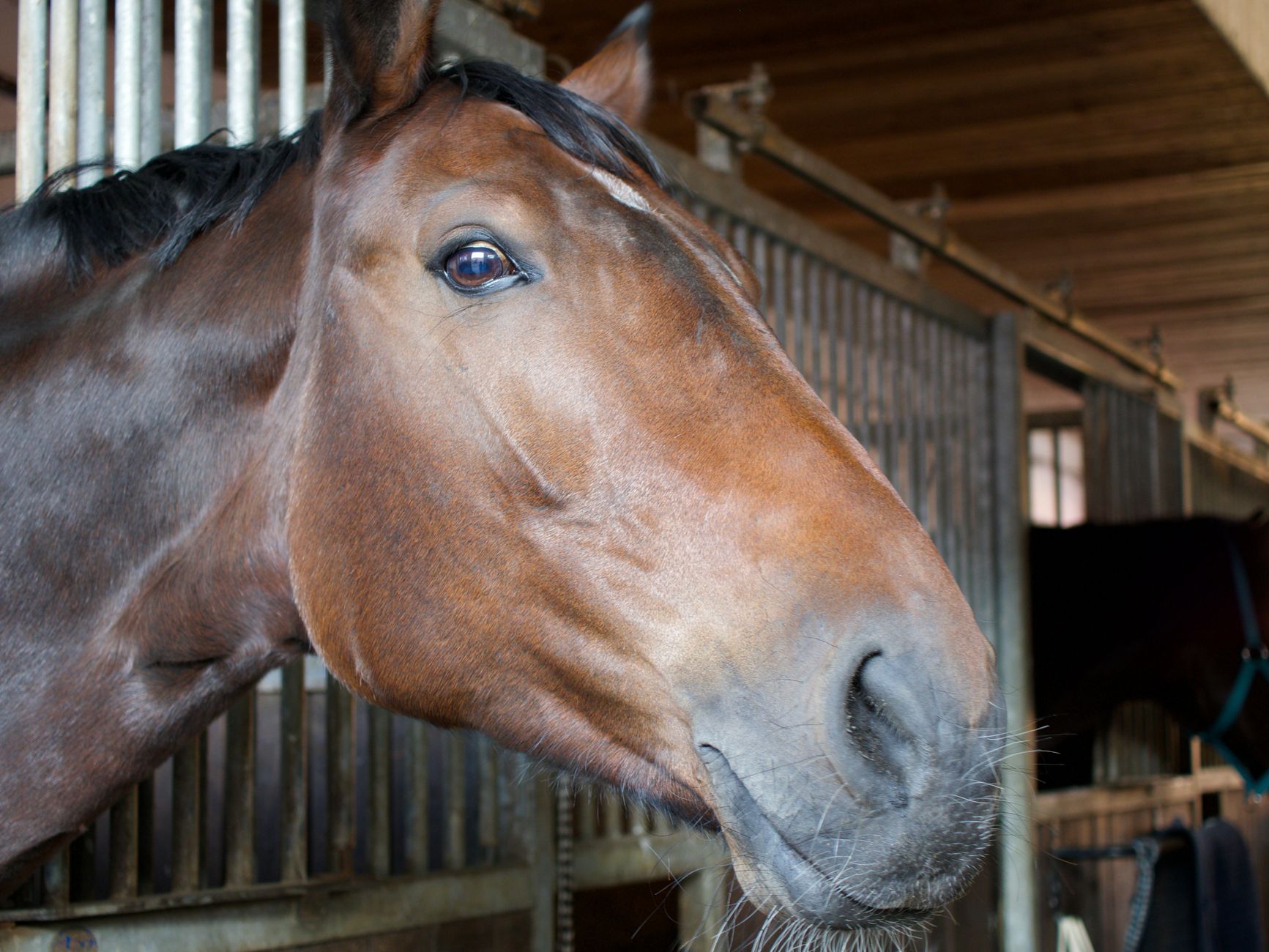 Veterinarian examining a horse during a checkup