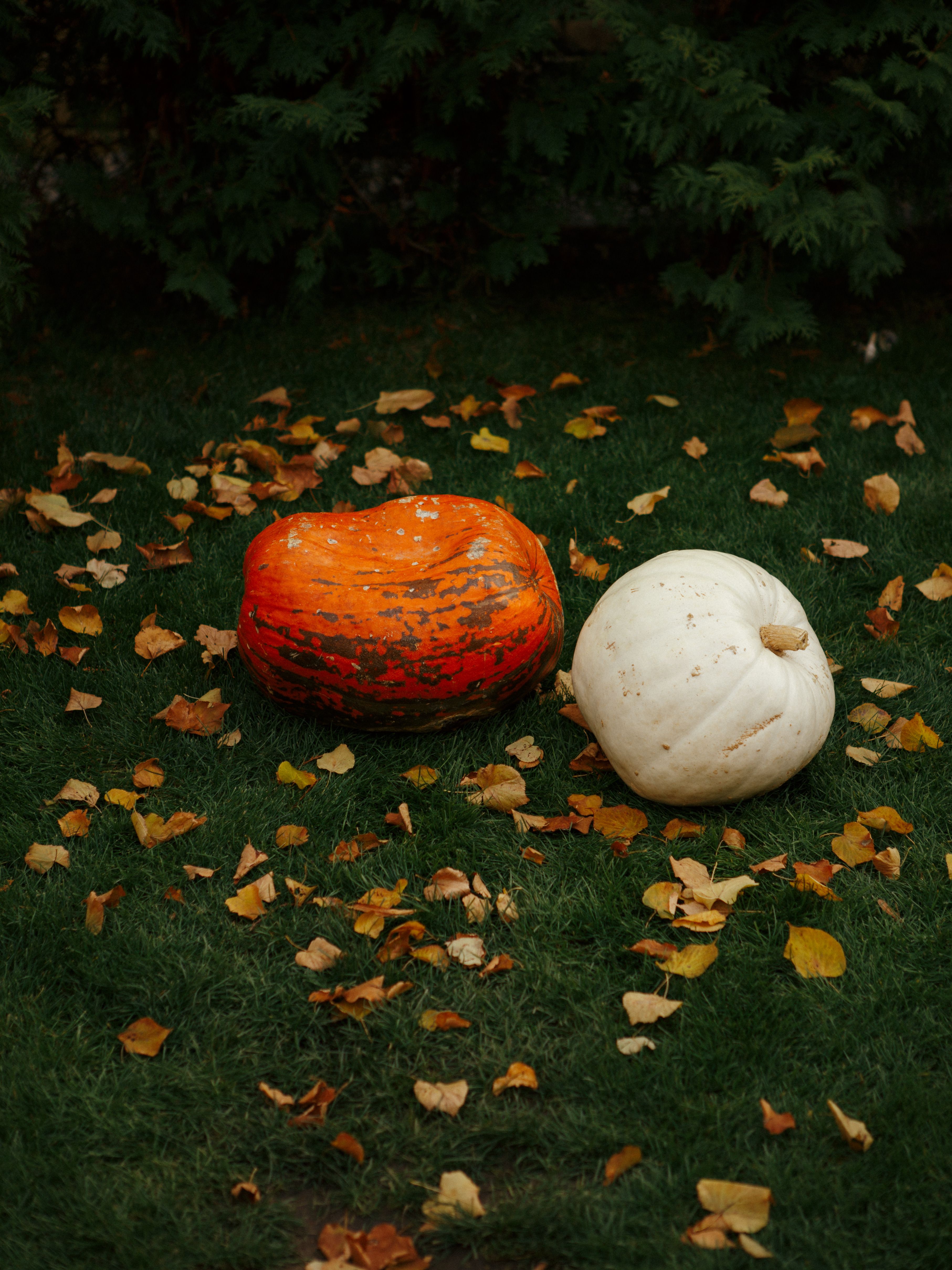 Vibrant Autumn Pumpkins on Grass with Fallen Leaves · Free Stock Photo