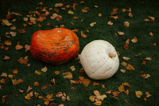 Two colorful pumpkins on grass surrounded by autumn leaves, perfect for seasonal and festive themes.