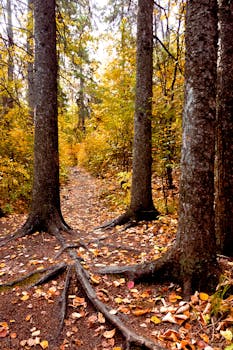 Explore the vibrant autumn foliage along a forest path in Edmonton's River Valley.