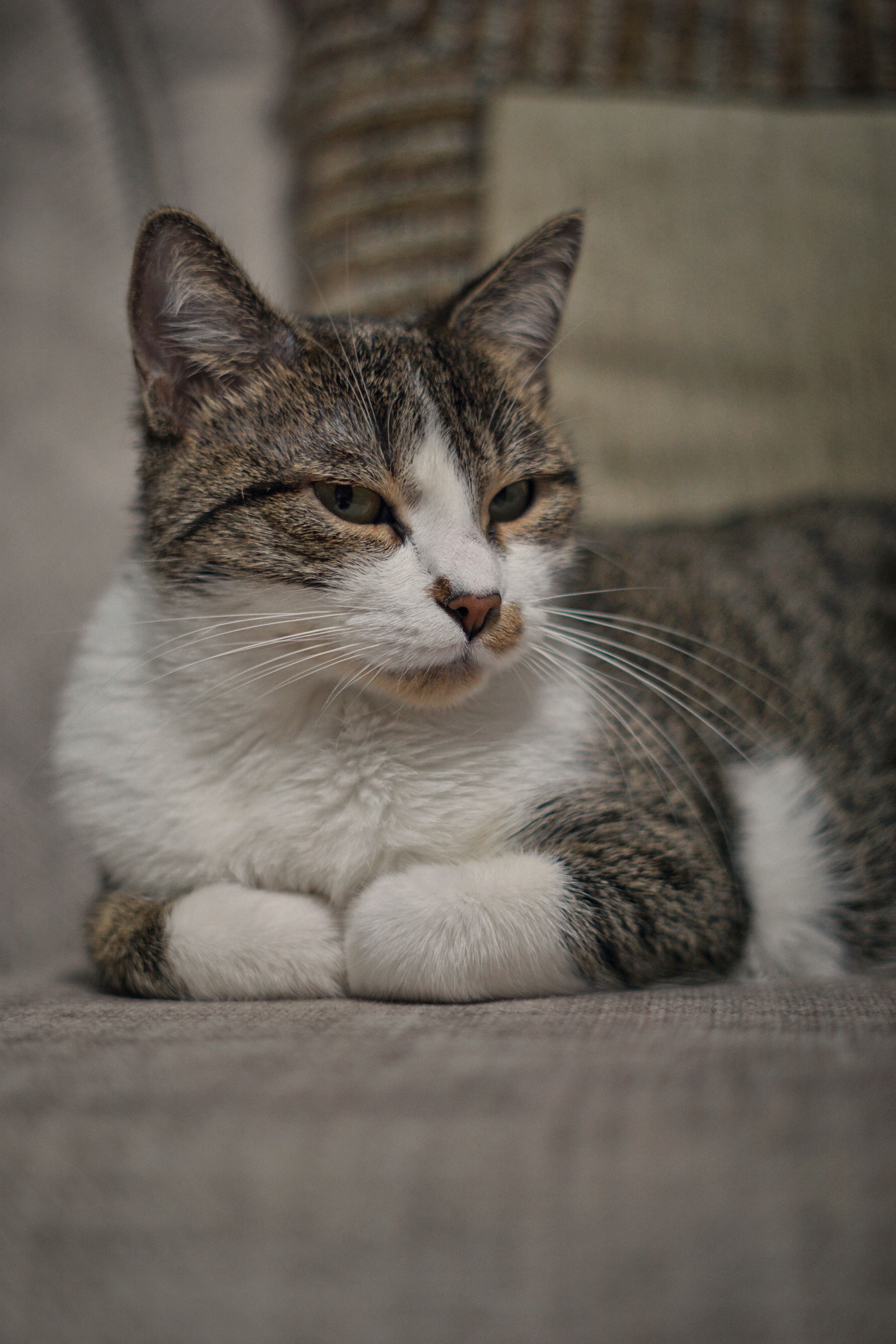 A calm tabby cat resting on a soft beige sofa, exuding warmth and tranquility.