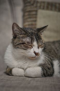 A tabby cat peacefully napping indoors, showcasing tranquility and comfort.