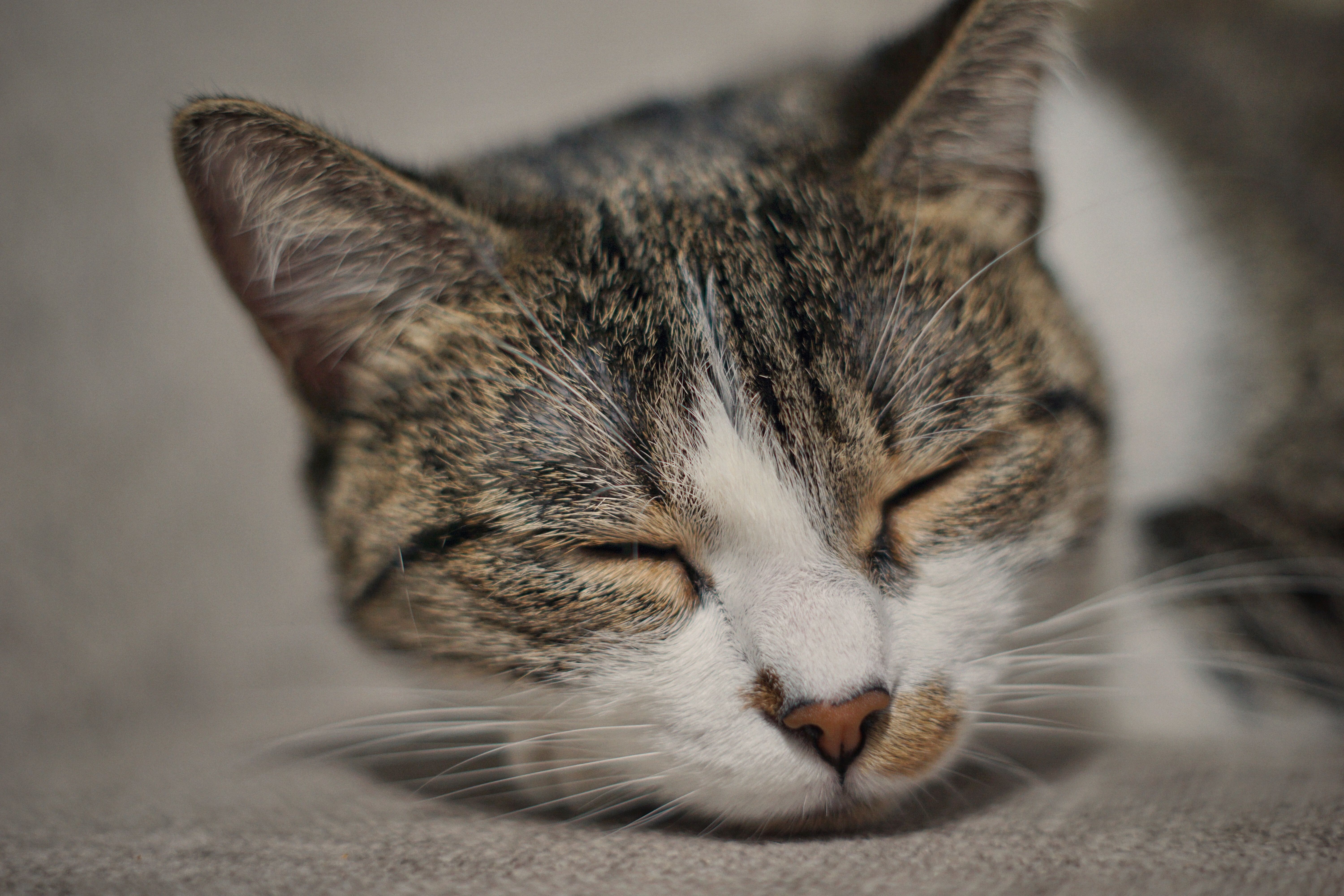 A serene close-up of a sleepy cat resting indoors, capturing tranquility.