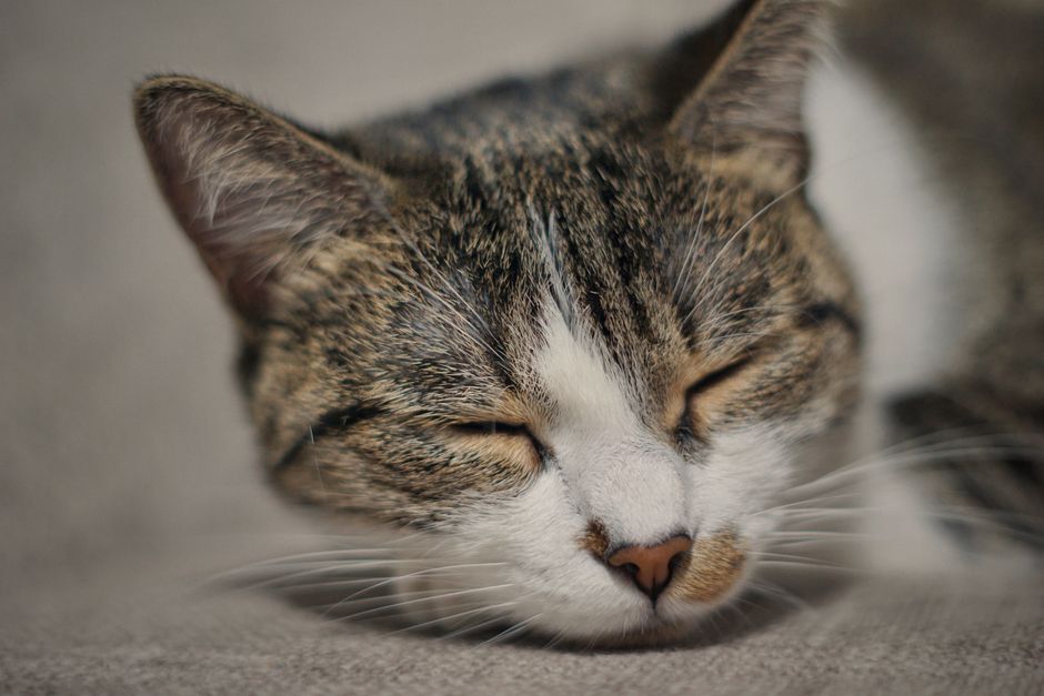 A serene close-up of a sleepy cat resting indoors, capturing tranquility.