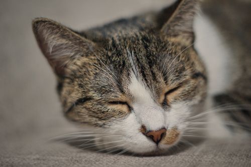 Free A serene close-up of a sleepy cat resting indoors, capturing tranquility. Stock Photo