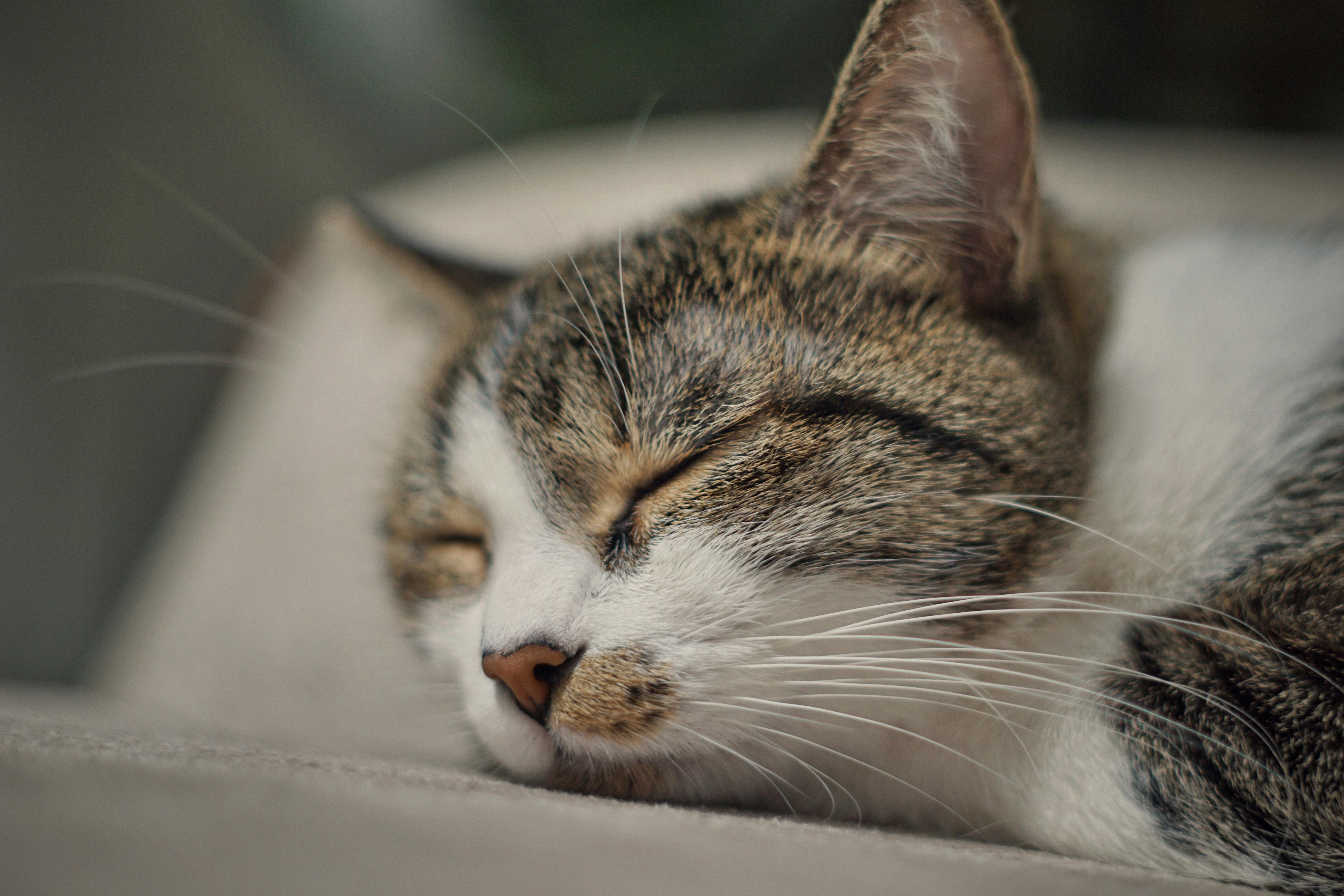 Why undisturbed sleep is important to brain injury recovery — Photo by Feyzullah Kilincarslan on Pexels