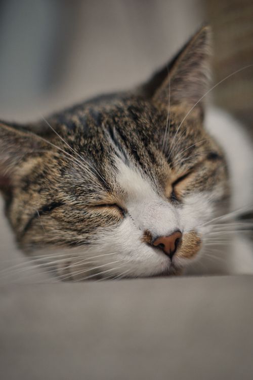 Free Peaceful sleeping cat in soft focus, capturing a serene and relaxed moment. Stock Photo