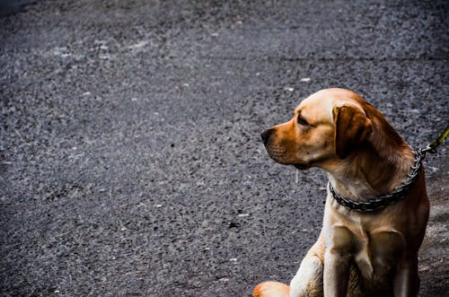Adult Yellow Labrador Retriever Sitting on Concrete Road