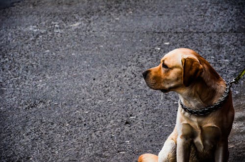 坐在混凝土路上的成年黄拉布拉多犬